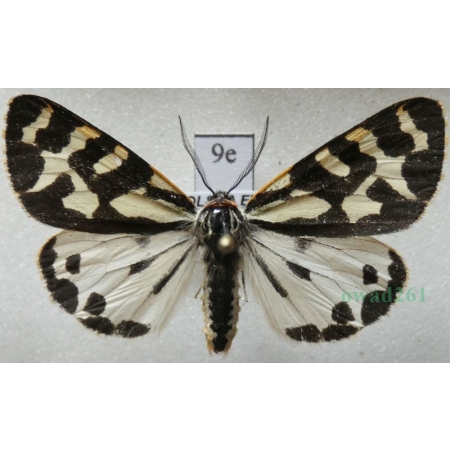 Parasemia plantaginis (Linnaeus, 1758) form white Niedźwiedziówka babkówka, misiówka czwórka Poland9e